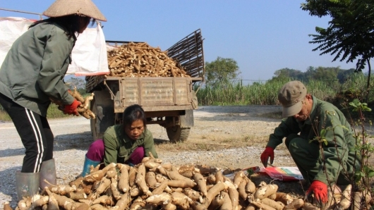 Vì sao thị trường Trung Quốc giảm nhập khẩu sắn Việt Nam?