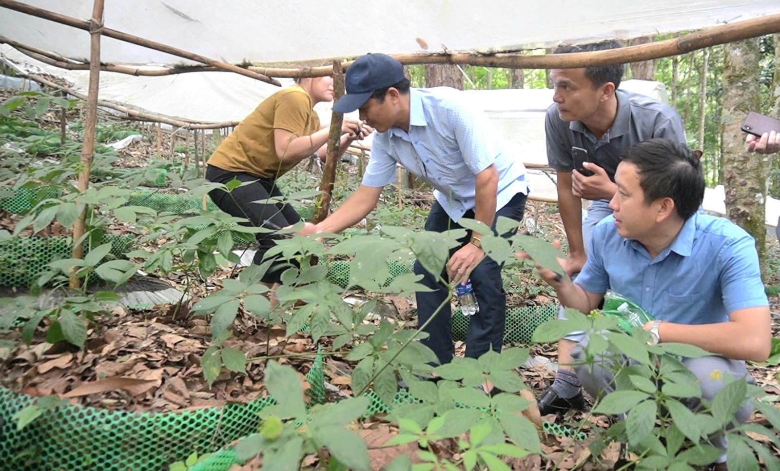 Cần làm gì để biến sâm Ngọc Linh thành sản phẩm thương mại hóa có giá trị cao?