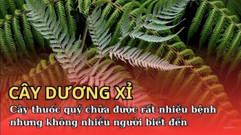 Cây dương xỉ - loại thuốc hiếm nhưng không nhiều người biết đến