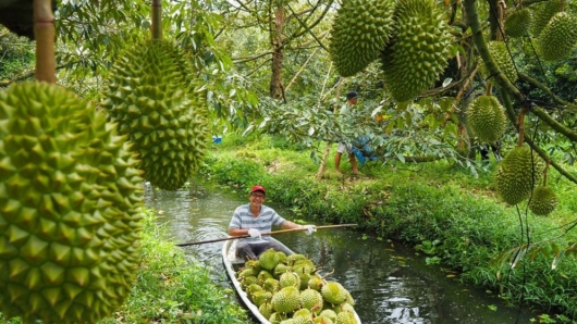 Xuất khẩu sầu riêng dự kiến thu về trên 3,2 tỷ USD trong năm 2024