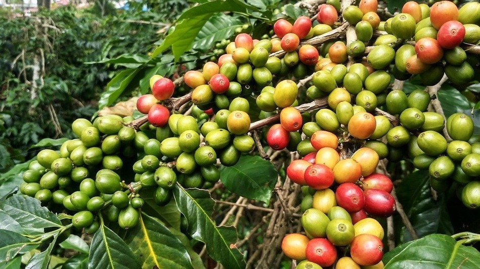 Giá cà phê Robusta chưa bao giờ cao như hiện nay