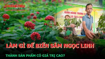 Làm gì để biến Sâm Ngọc Linh thành sản phẩm có giá trị cao?