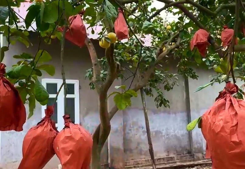 Để mang tới cho người tiêu dùng những quả bưởi đạt chất lượng cao nhất với hình dáng độc đáo, lạ mắt như thế này, người nông dân phải kỳ công chăm sóc cây từ khi còn nhỏ. Những trái bưởi đỏ bánh men với hình thù dẹt, tròn được ép tạo hình thỏi vàng trong các khuôn.