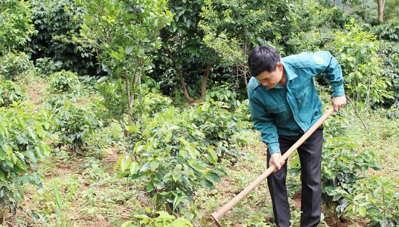 Nông dân xã Chiềng La chăm sóc diện tích cây cà phê.