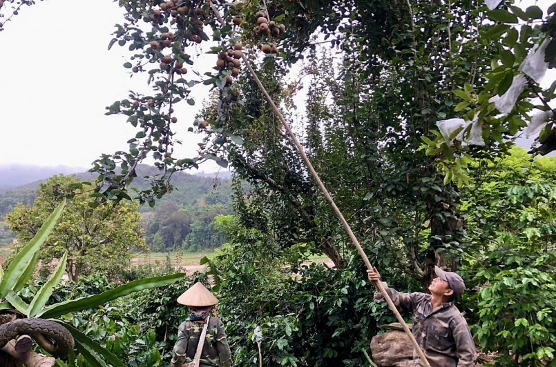 Nông dân bản Nà Cà thu hái quả mắc coọc.