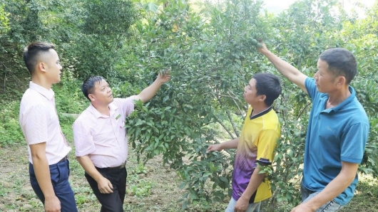 Xây dựng nhiều mô hình sản xuất nông nghiệp