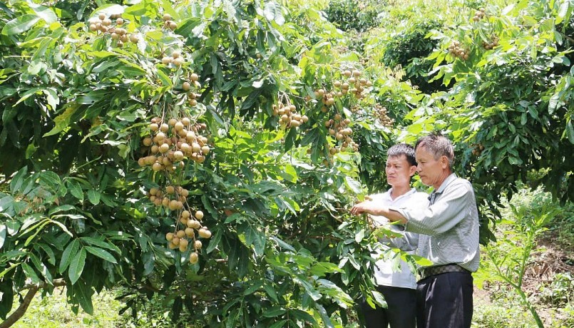 Mô hình trồng nhãn của hội viên Chi hội nông dân bản Mường Nưa, xã Mường Lầm, huyện Sông Mã.