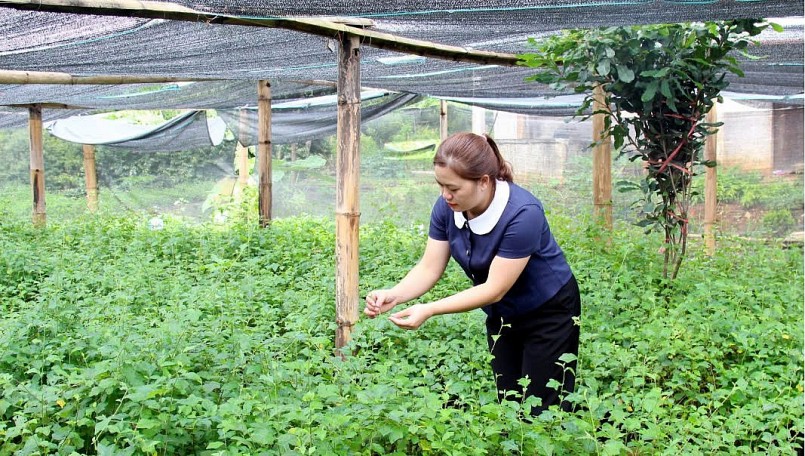 Cán bộ kỹ thuật Trung tâm Khuyến nông tỉnh kiểm tra vườn ươm cây giống cà gai leo của HTX Nam Sơn - Phú Lương. 