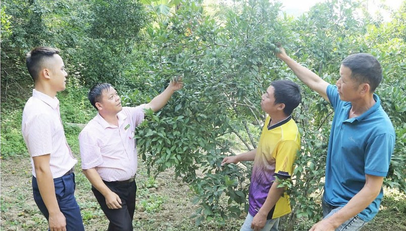 Mô hình cây ăn quả có múi của nông dân xã Nậm Lạnh, huyện Sốp Cộp.