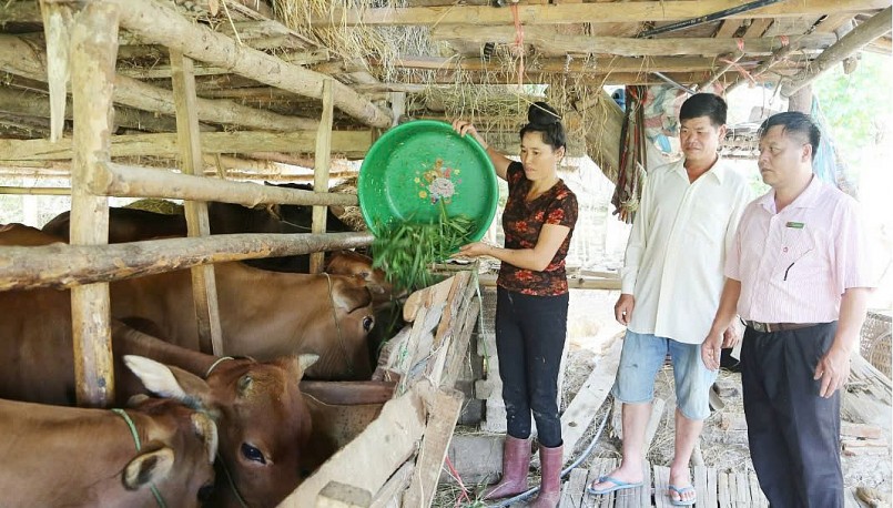 Mô hình nuôi bò nhốt chuồng của nhân dân xã Púng Bánh, huyện Sốp Cộp.