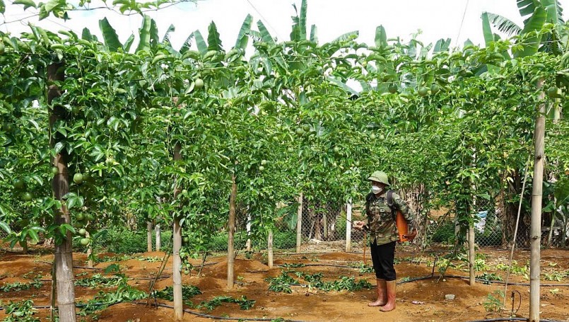 Mô hình trồng chanh leo của HTX Nông nghiệp Bảo Sam, xã Chiềng Lương, huyện Mai Sơn.