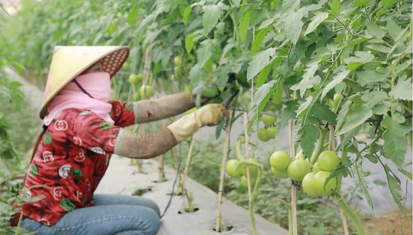 HTX Mộc Vân Green, bản Suối Lìn, xã Vân Hồ đầu tư nhà lưới sản xuất rau an toàn.