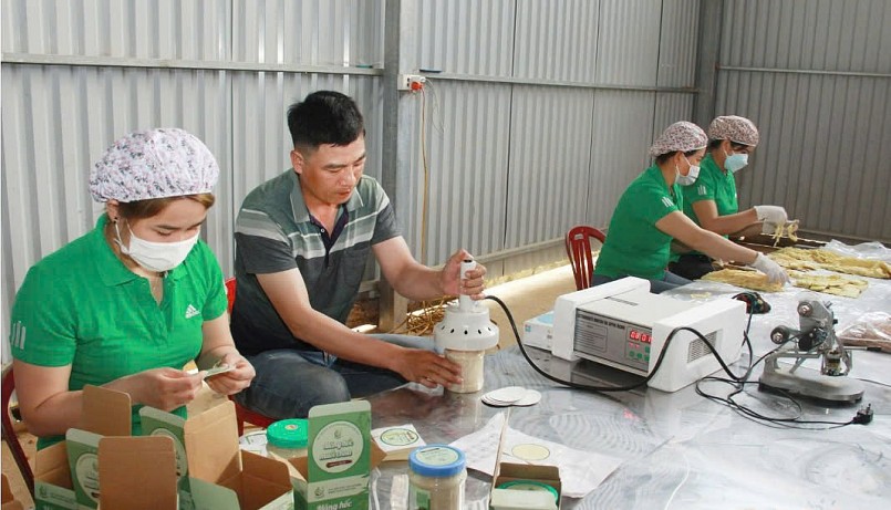 HTX sản xuất măng sạch Xuân Nha, huyện Vân Hồ đóng gói sản phẩm măng hốc muối chua.