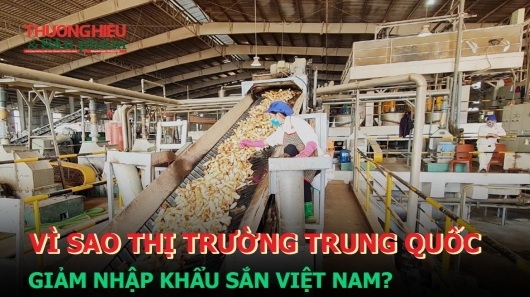 Vì sao thị trường Trung Quốc giảm nhập khẩu sắn Việt Nam