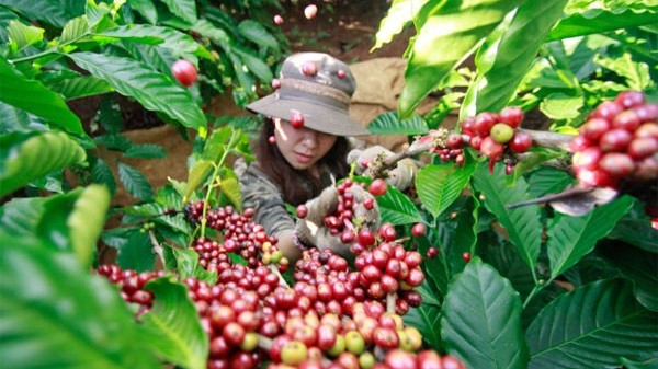 Robusta giảm mạnh, thị trường cà phê sẽ có tuần biến động khó lường?