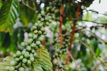 Robusta và Arabica diễn biến trái chiều theo hướng bất lợi cho loại cà phê chủ lực Việt Nam