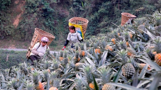 Một năm thắng lớn của ngành hàng rau quả