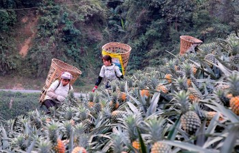 Một năm thắng lớn của ngành hàng rau quả