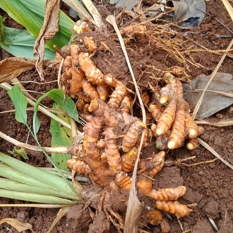 Nghệ - Kho tàng dinh dưỡng quý giá cho cơ thể