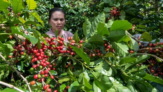 Giá cà phê đang trong trạng thái giằng co