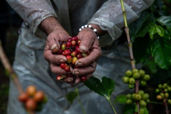 Giá cà phê trong nước lại “giảm sốc”