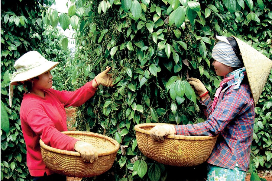 Giá tiêu bất ngờ tăng mạnh trong bối cảnh thị trường ảm đạm