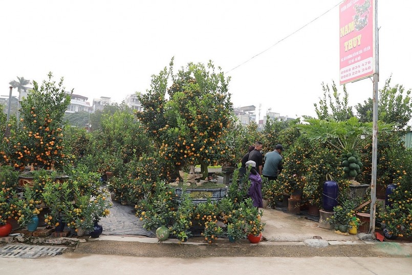 Làng đào Nhật Tân, quất Tứ Liên "hồi sinh", tất bật vào vụ Tết