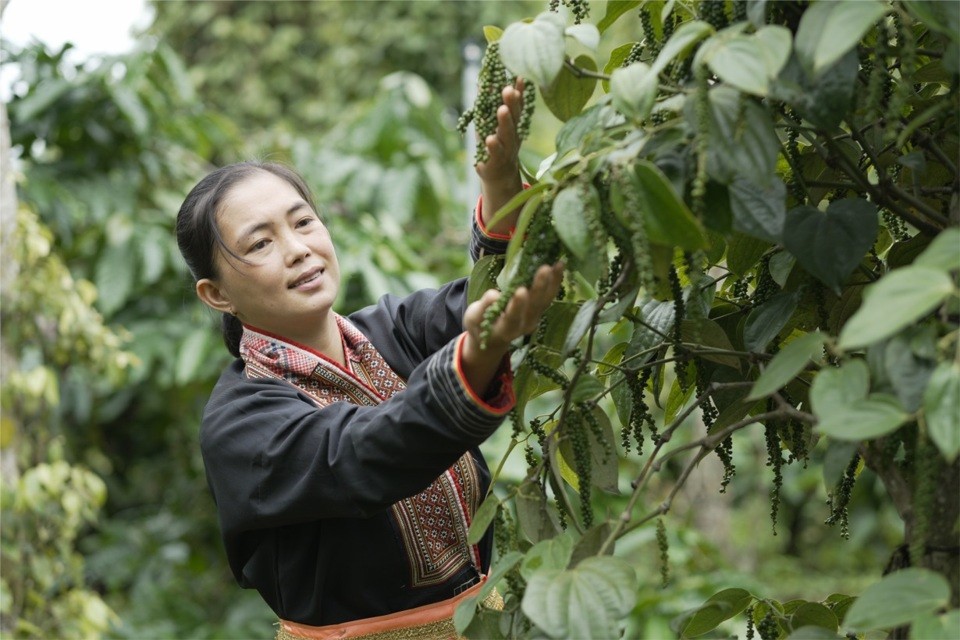 Giá tiêu vượt 150.00 đồng/kg bất chấp thị trường trầm lắng