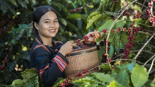 Thị trường cà phê liên tục biến động, nông dân “găm hàng” chờ giá lên