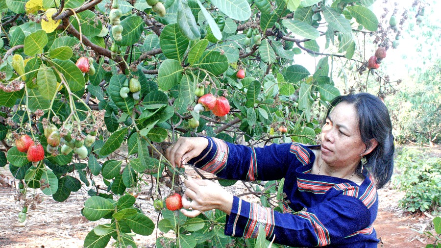 Ngành điều Việt Nam lập kỷ lục mới, cơ hội để bứt tốc