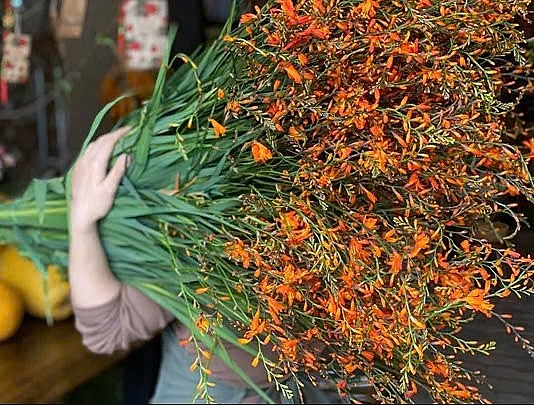 5 loại hoa nhập khẩu 