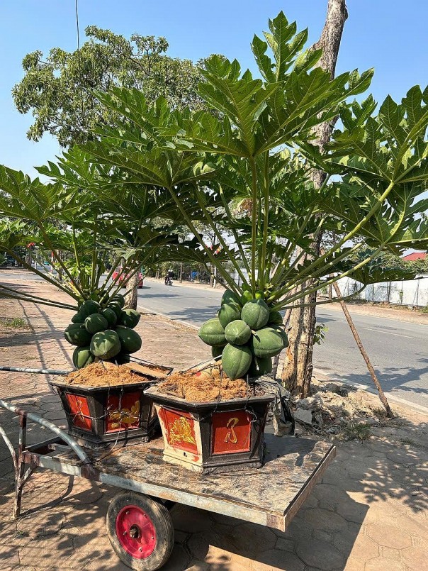 Đu đủ bonsai "giá đắt trên trời" có gì độc đáo, hút khách mua chơi Tết?