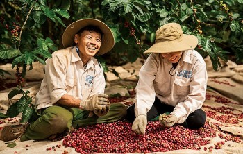 Giá cà phê robusta tăng lên mức cao nhất trong hai tuần qua