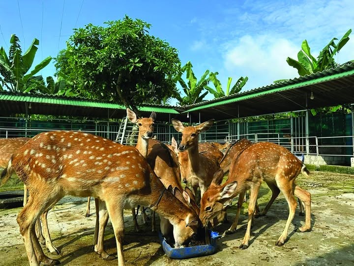 Mùa Xuân - mùa hái lộc nhung hươu