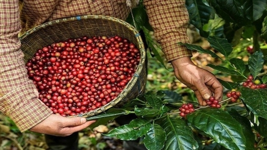 Giá Robusta tăng mạnh khi đang "một mình một ngựa" trên thị trường cà phê