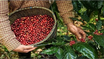 Giá Robusta tăng mạnh khi đang 