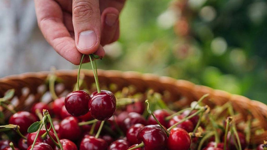 Chuyện gì sẽ xảy ra khi bạn ăn cherry thường xuyên?