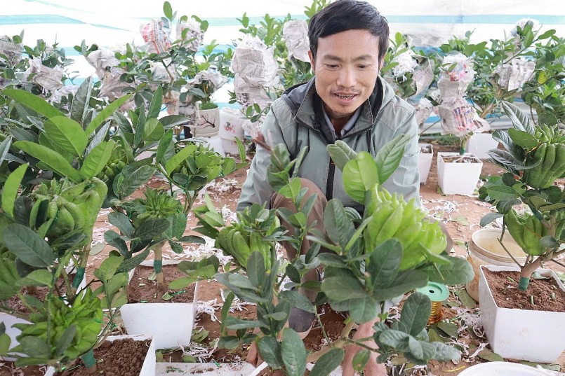 Phật thủ bonsai giá '