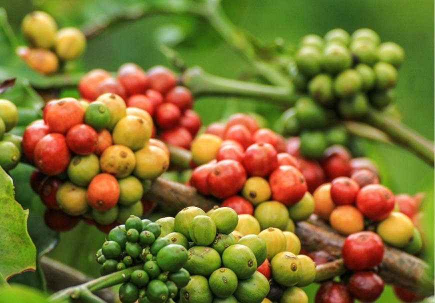 Robusta tiến gần mức đỉnh lịch sử do lo ngại về nguồn cung kéo dài