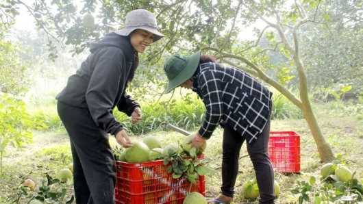 Nông dân Bà Rịa-Vũng Tàu trúng mùa bưởi da xanh