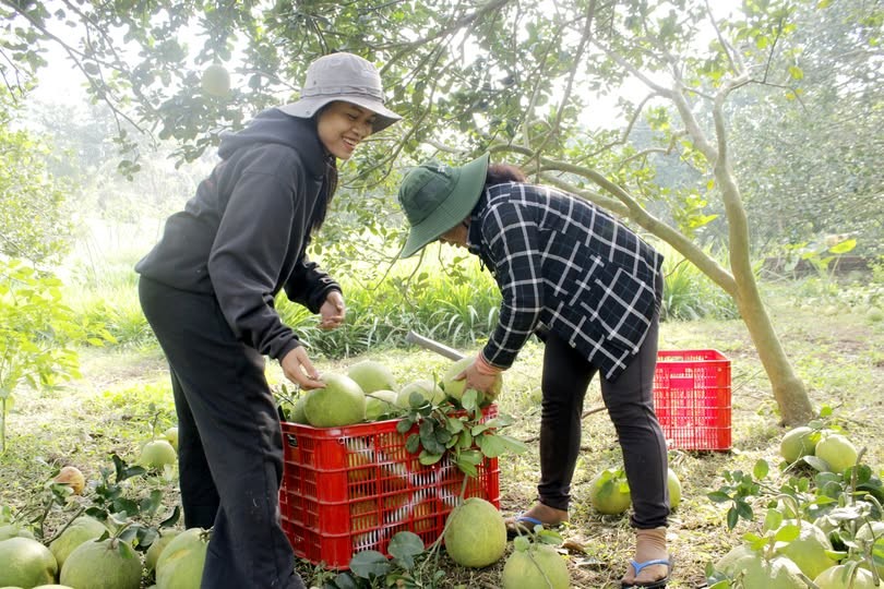 Bà con trồng bưởi tại Sông Xoài, Hắc Dịch vui mừng vì vụ bưởi Tết được mùa, được giá.. Ảnh 