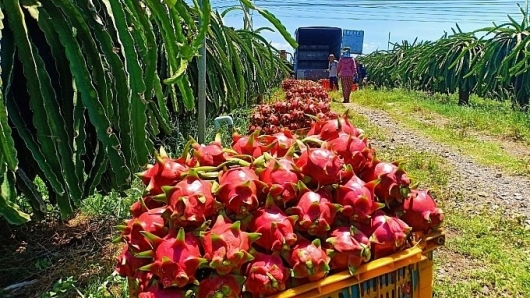 Ngành rau quả trên hành trình chinh phục mục tiêu 8 tỷ USD