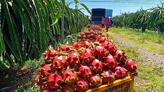 Ngành rau quả trên hành trình chinh phục mục tiêu 8 tỷ USD