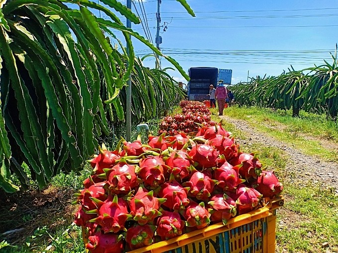 Xuất khẩu rau quả giảm ngay tháng đầu năm.