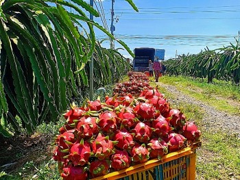 Ngành rau quả trên hành trình chinh phục mục tiêu 8 tỷ USD