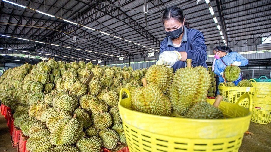 Có giấy kiểm nghiệm chất vàng O, sầu riêng lại thông đường sang Trung Quốc