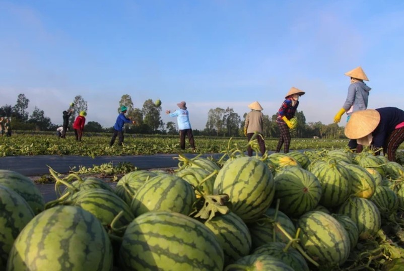 Xuất khẩu rau quả Việt Nam sẵn sàng tăng tốc