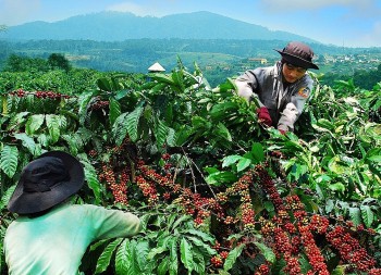 Giá cà phê tại Tây Nguyên tăng đến 1.300 đồng/kg, chưa có dấu hiệu dừng