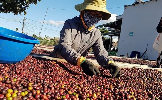 Nhiều nông dân Việt giàu lên nhờ giá cà phê tăng mạnh so với các năm trước.