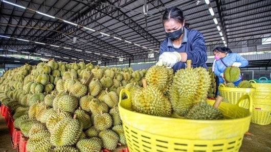 Hàng trăm tấn sầu riêng xuất khẩu sang Trung Quốc sau quy định mới